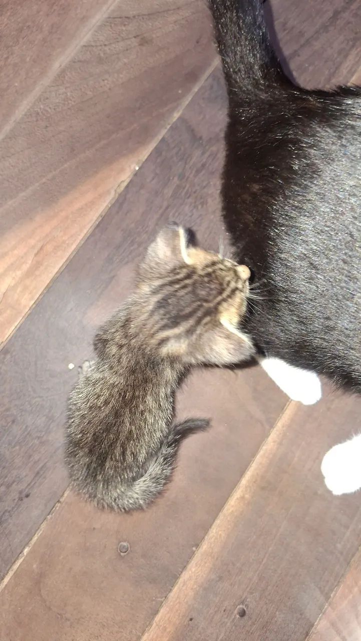 Filhotes de gatinho - Foto 4