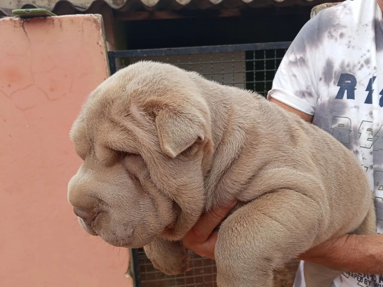Filhote de shar pei  - Foto 3
