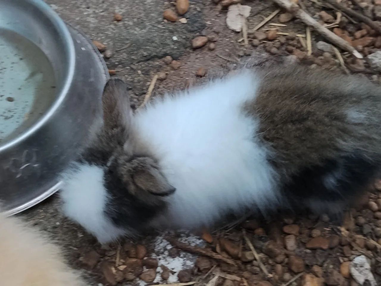 Coelhos cabeça de Leão  - Foto 4