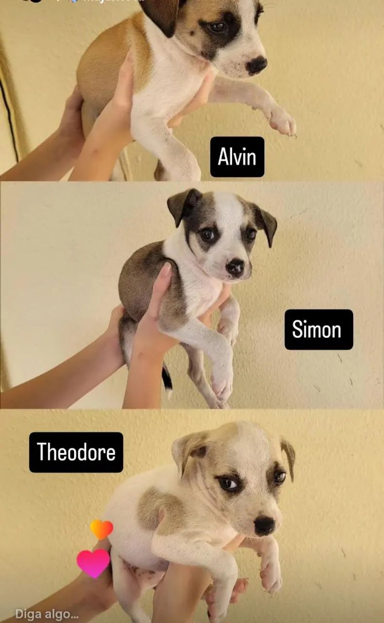 3 machos para adoção 