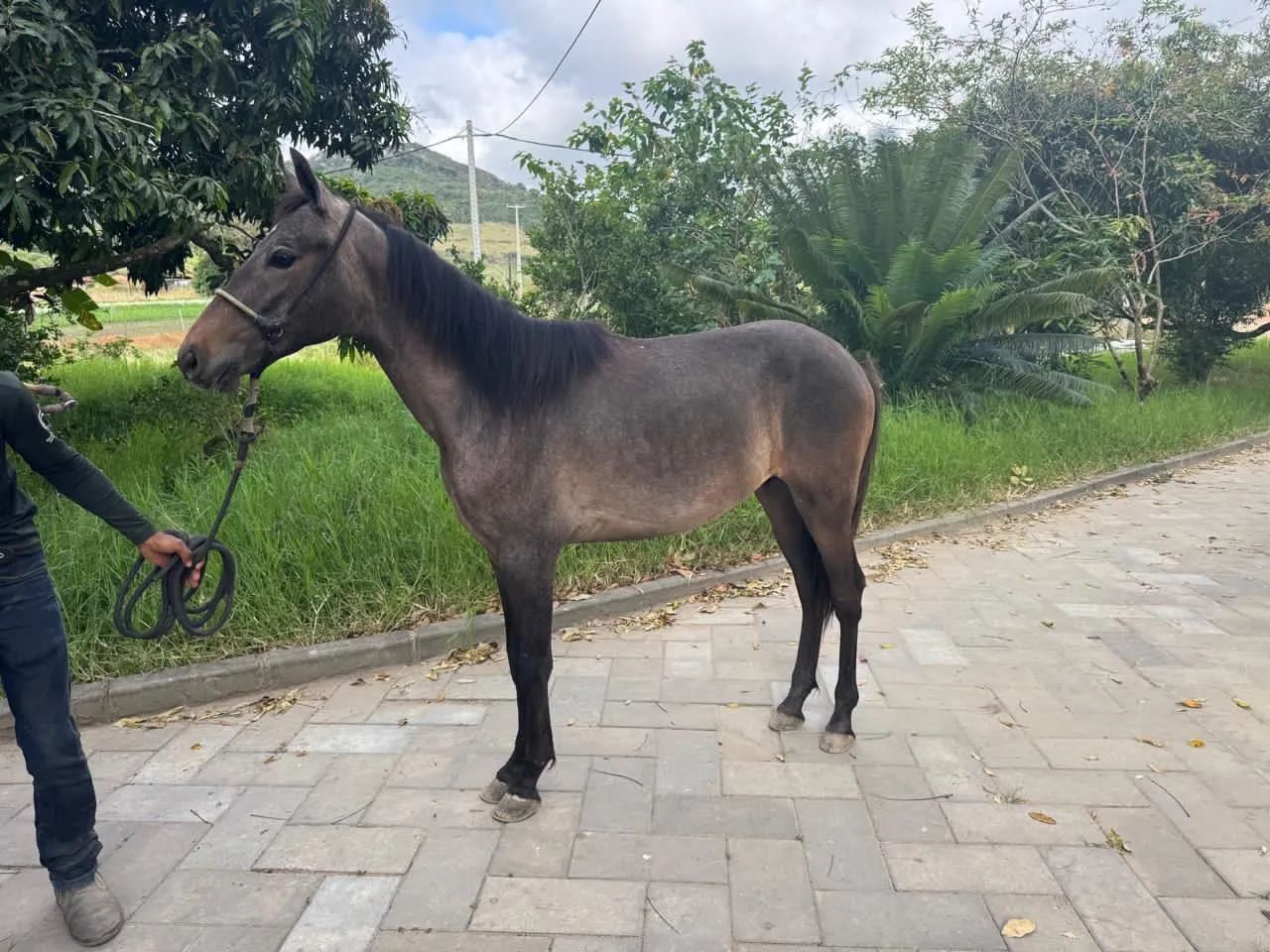 Vende-se Esse Cavalo| Chamar no chat para mais informações 
