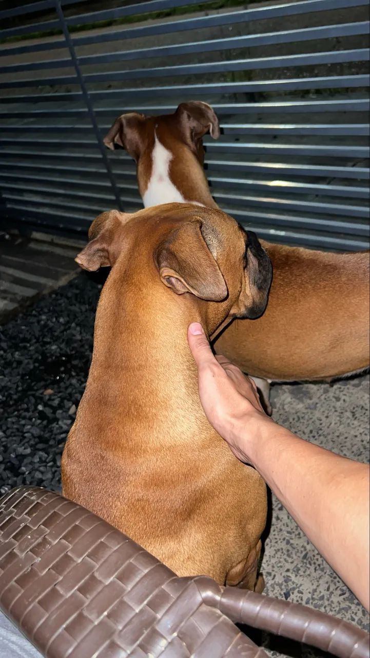 Doa-se casal de  boxer  - Foto 2