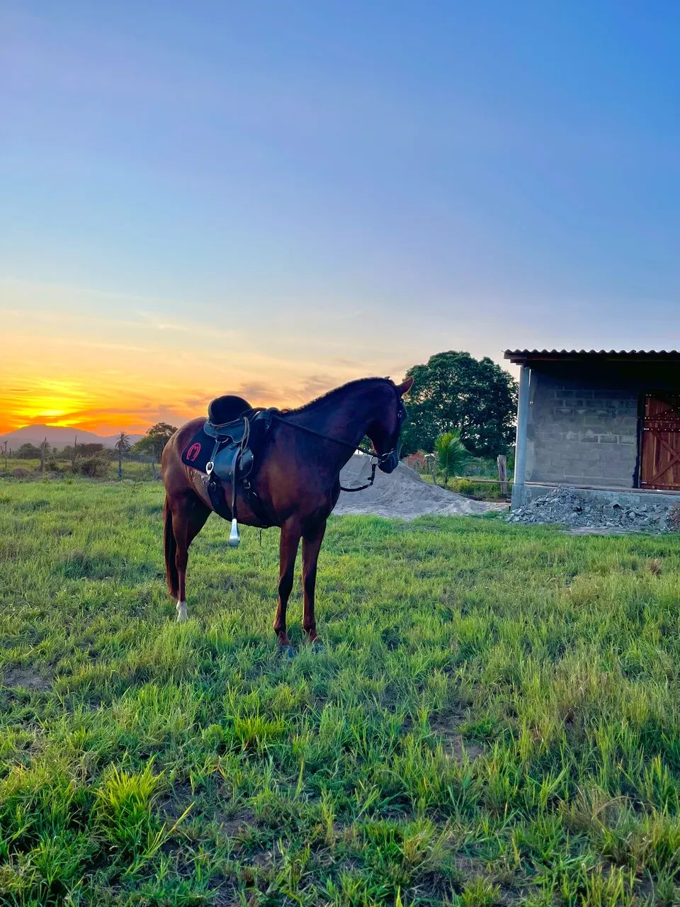 Égua marcha picada  - Foto 2