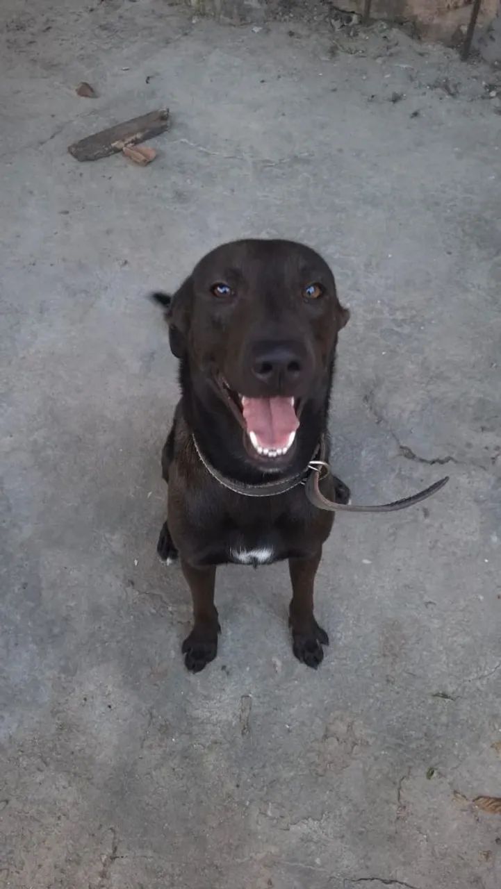 Adoção  - Foto 2