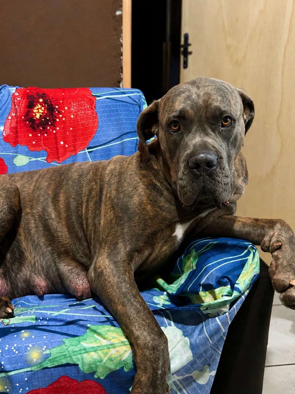 Cane Corso - Foto 5