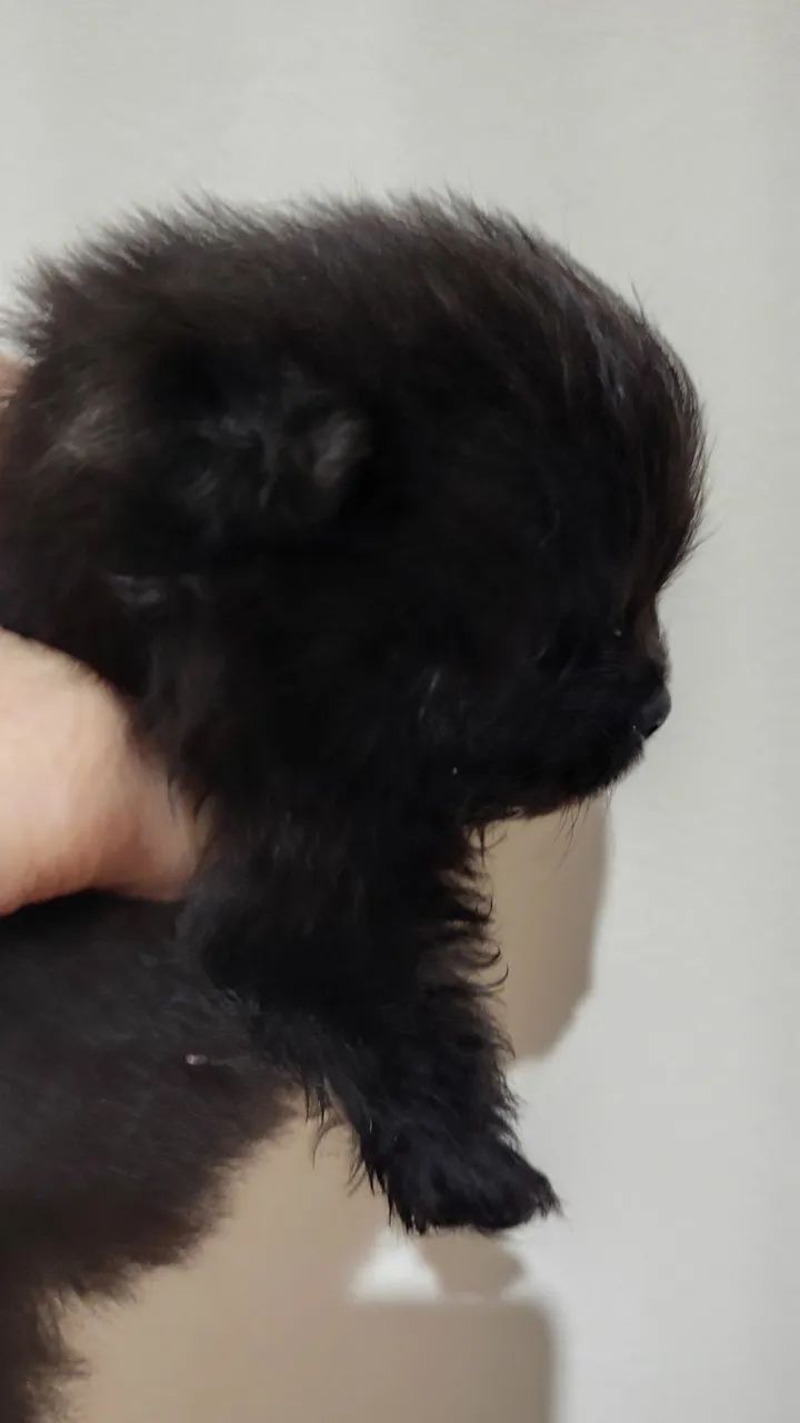 Vendo Lulu da Pomerânia  - Foto 2