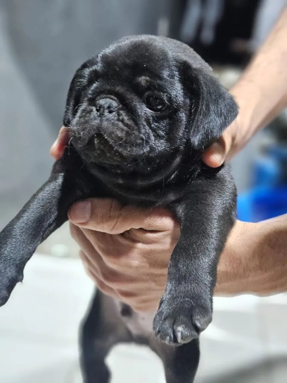 Pug - Foto 5