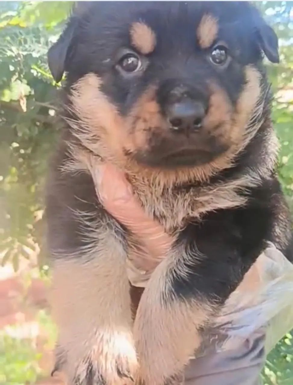 Rottweiler cabeça de touro 