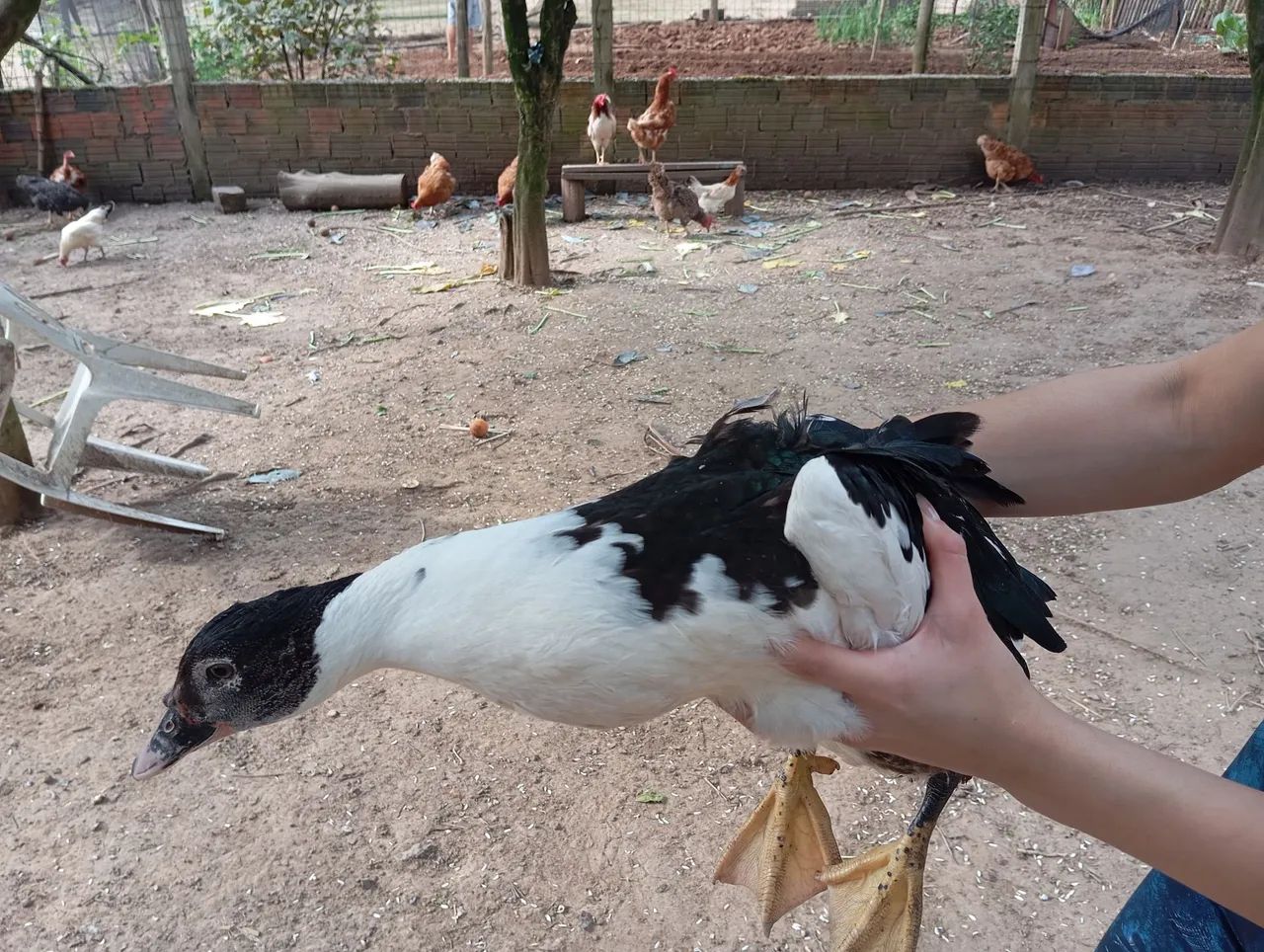 Patos criolos gigantes 