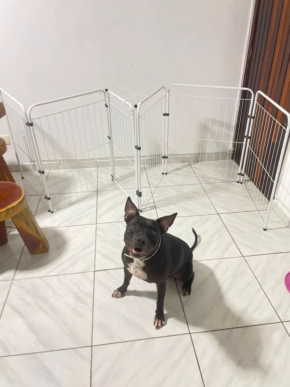 Portão/grade pet