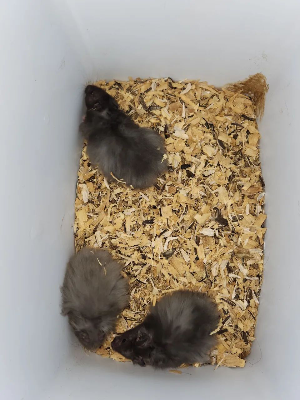 Hamsters  - Foto 4