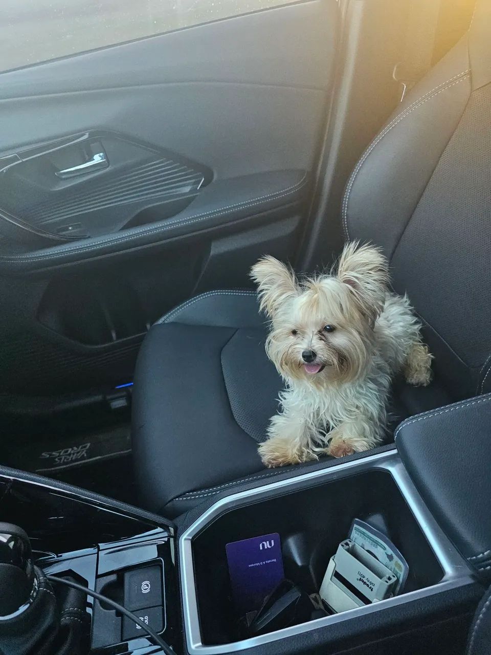 Yorkshire terrier micro 