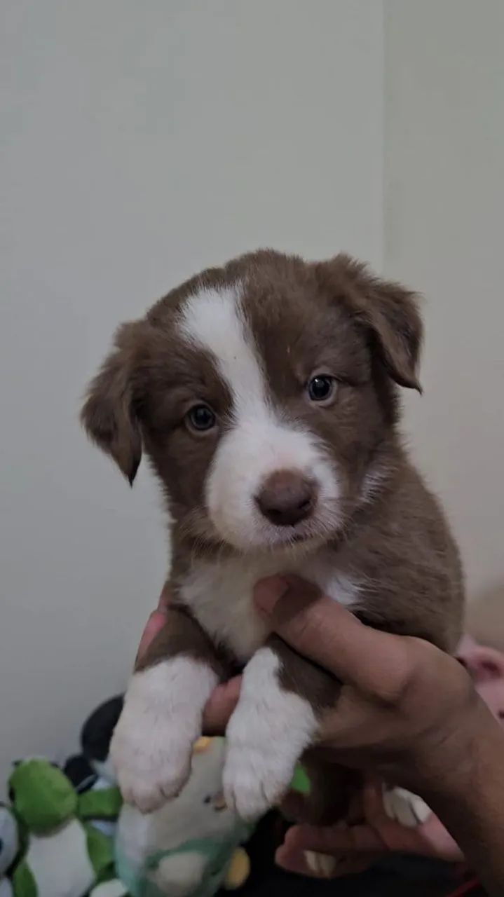 Border collie - Foto 3