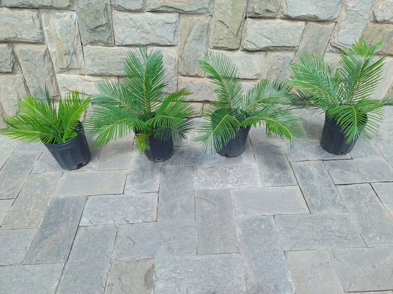 Planta cyca
