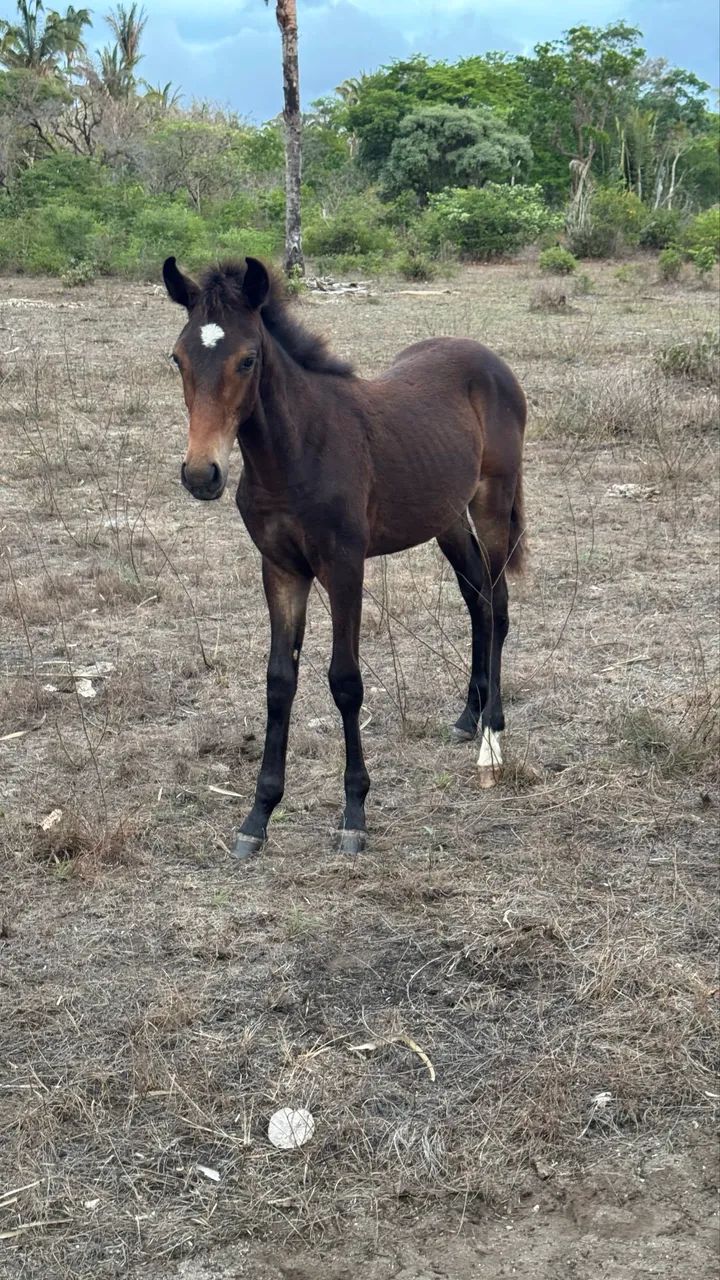 Cavalo 