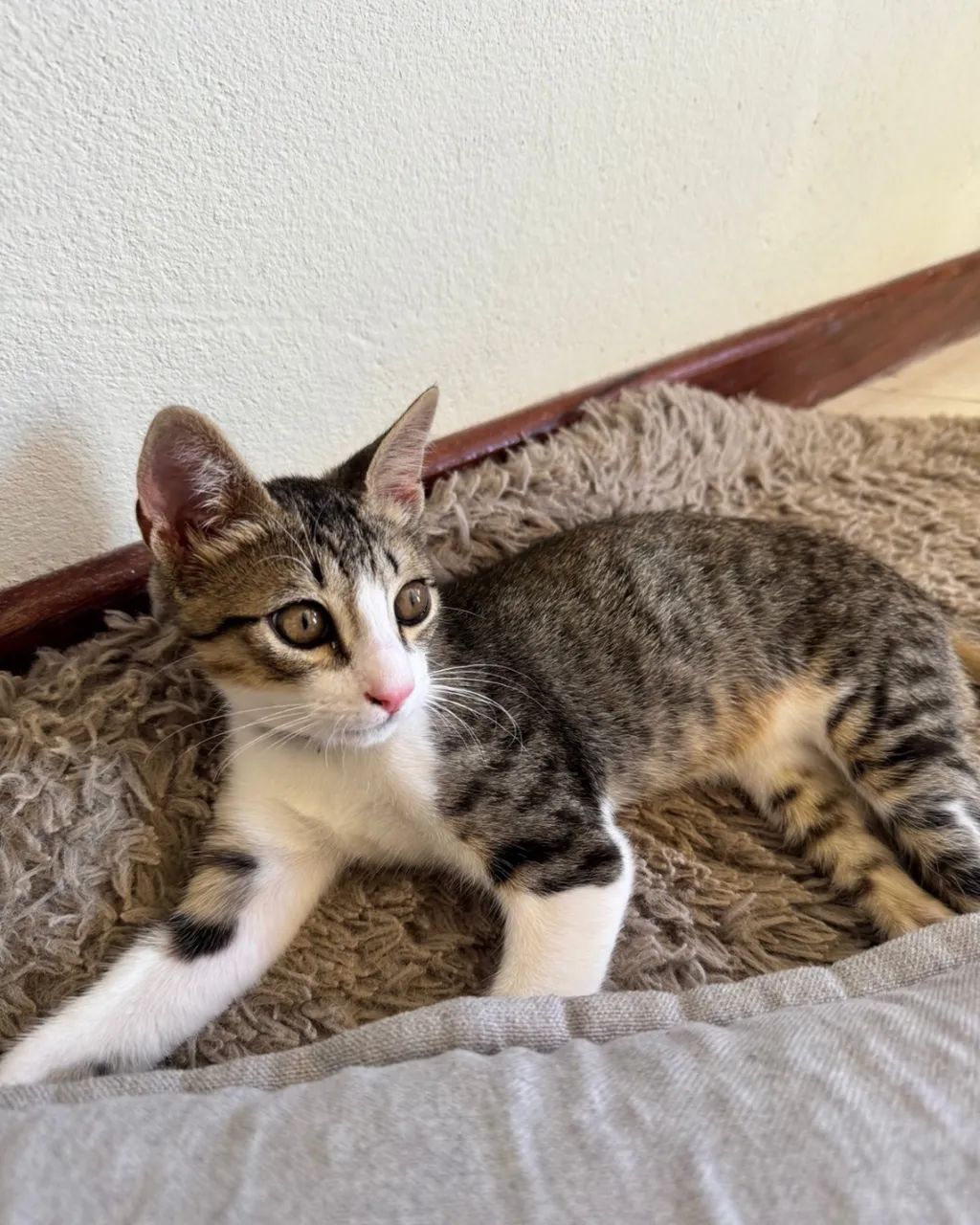 Doação responsável  - Foto 3