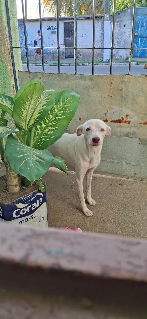 Doação de cachorro - Foto 3