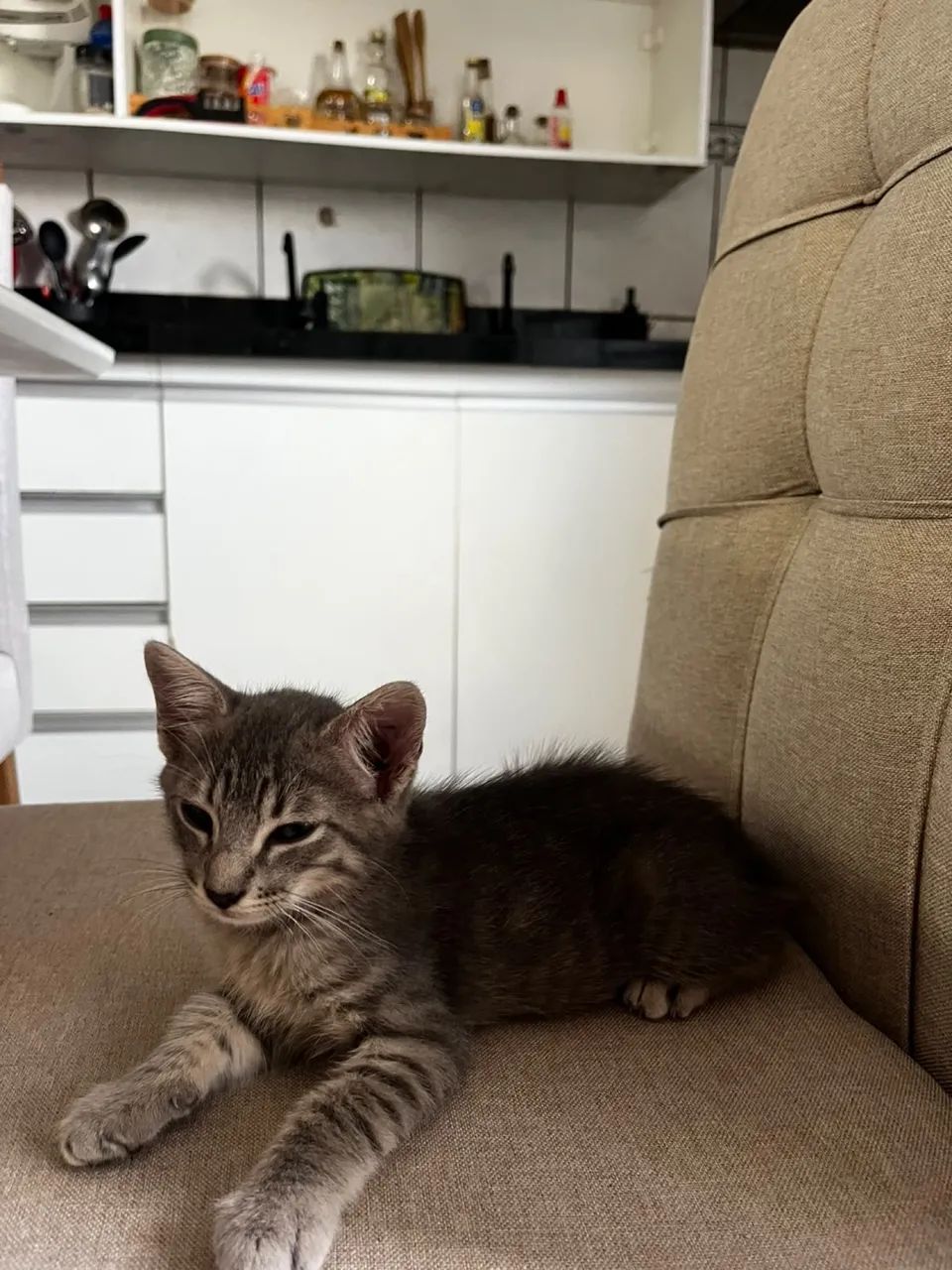 Gata Para Adoção - Foto 3