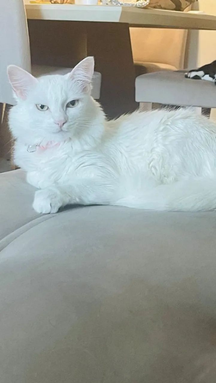 PROCURA-SE Gata Angorá  - Foto 2