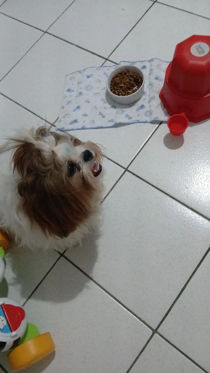 Vende-se  SHIH TZU macho de 11 meses, com pedigree. - Foto 2