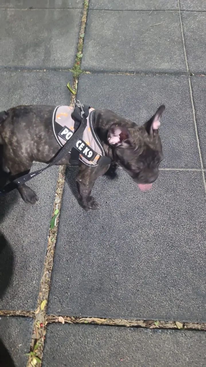 Buldog francês 
