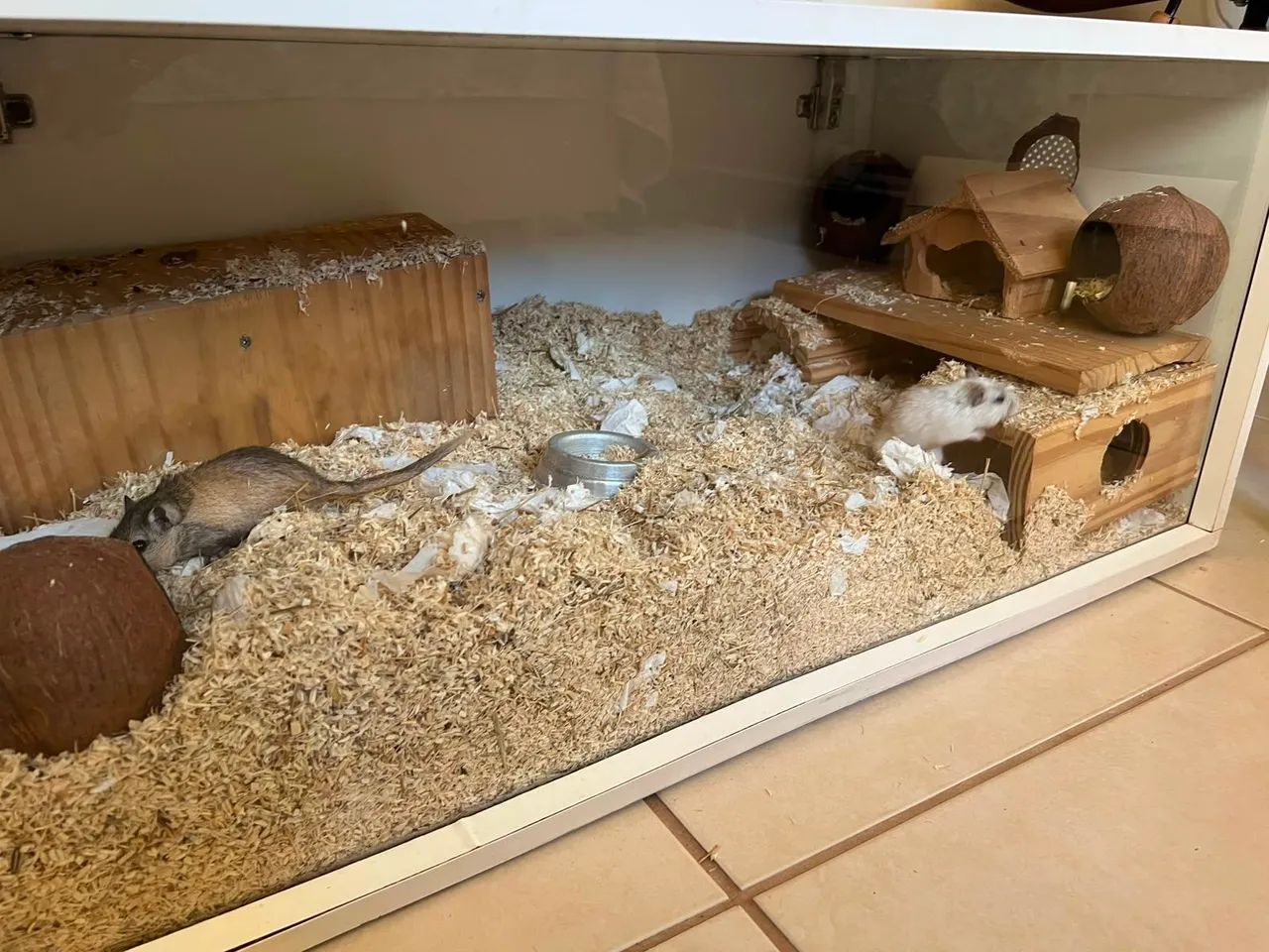 Gerbil com terrario - Foto 3