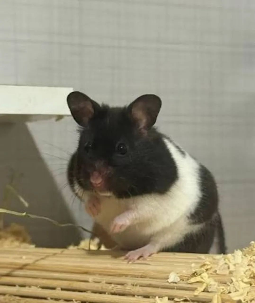 Hamster  - Foto 5