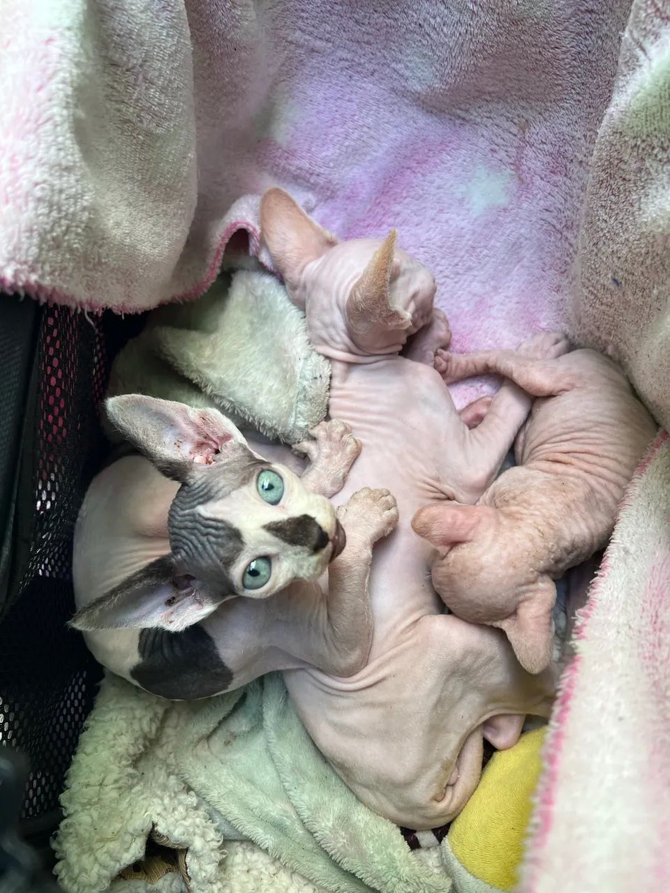 Gato Sphynx  - Foto 2