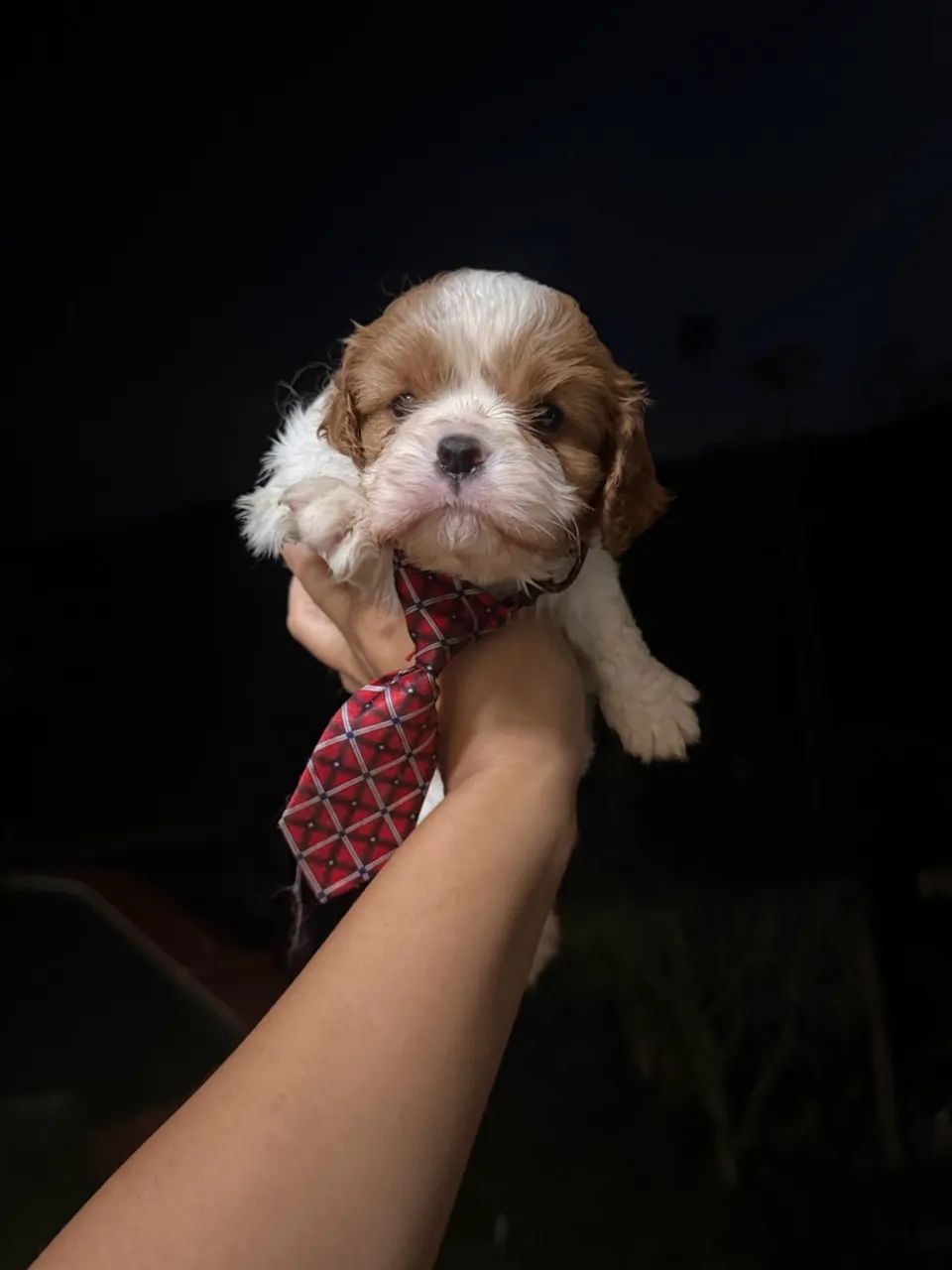 CAVALIER KING CHARLES!!!