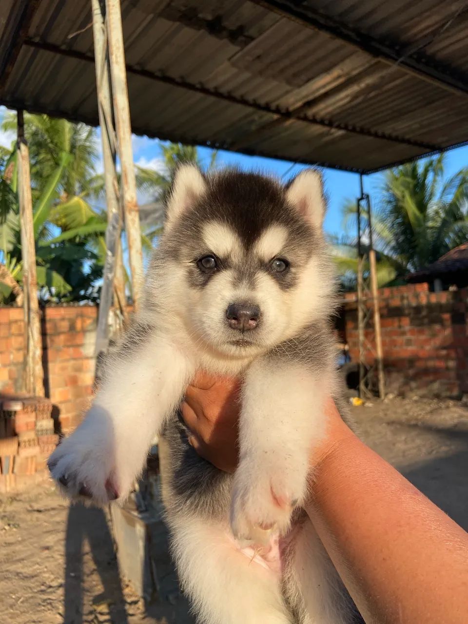 HUSKY SIBERIANO  - Foto 3