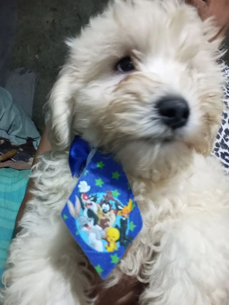 Poodle  3 meses 