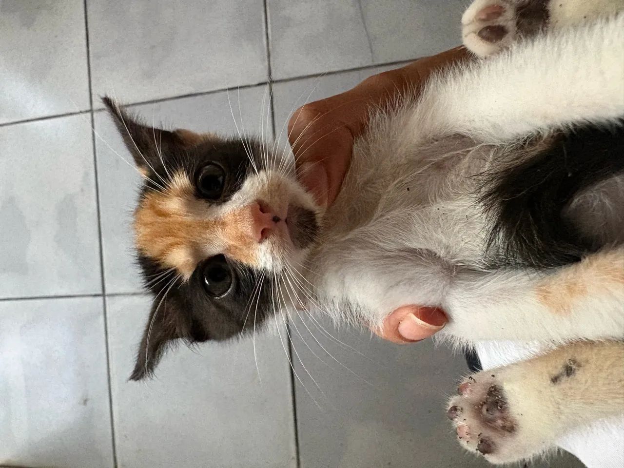 Gatinha