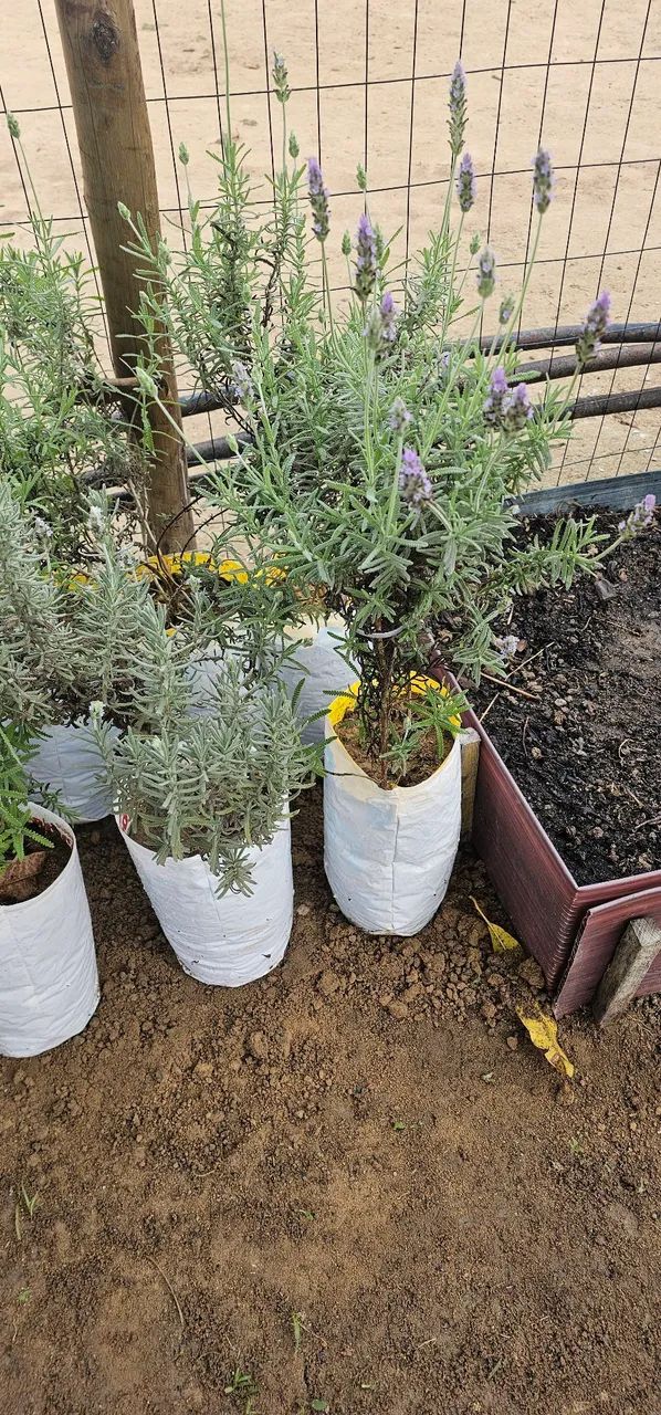 Mudas Lavanda  - Foto 2