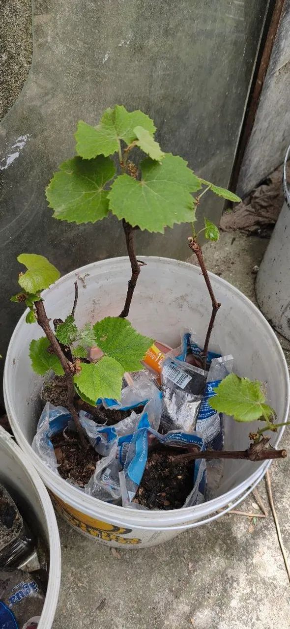 Mudas de uva roxa já produzindo  - Foto 3
