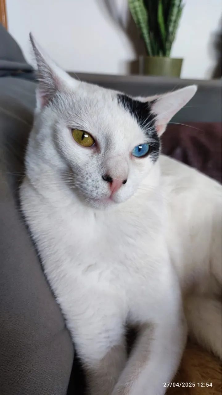 Gato doação  - Foto 4