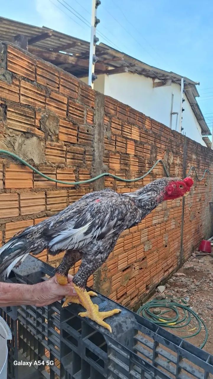 Galo índio Bico Curto  - Foto 2