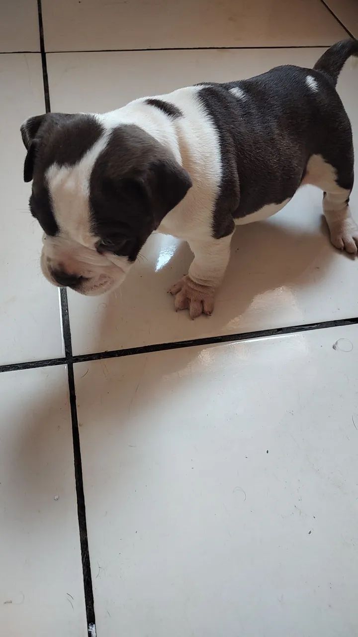 Disponível  - Foto 2