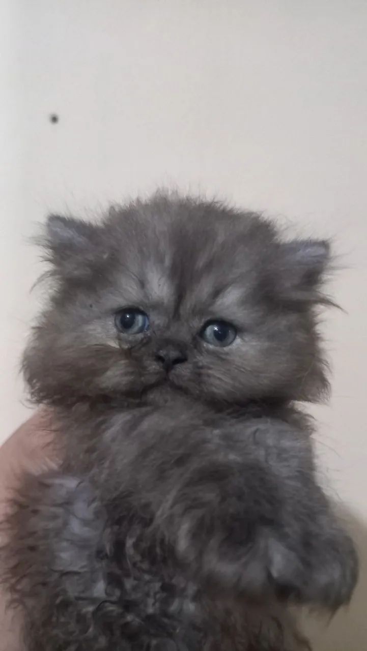Gatos persa - Foto 3