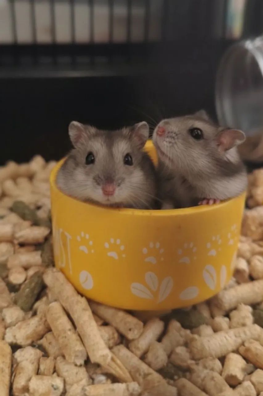 Duas últimas unidades hamster