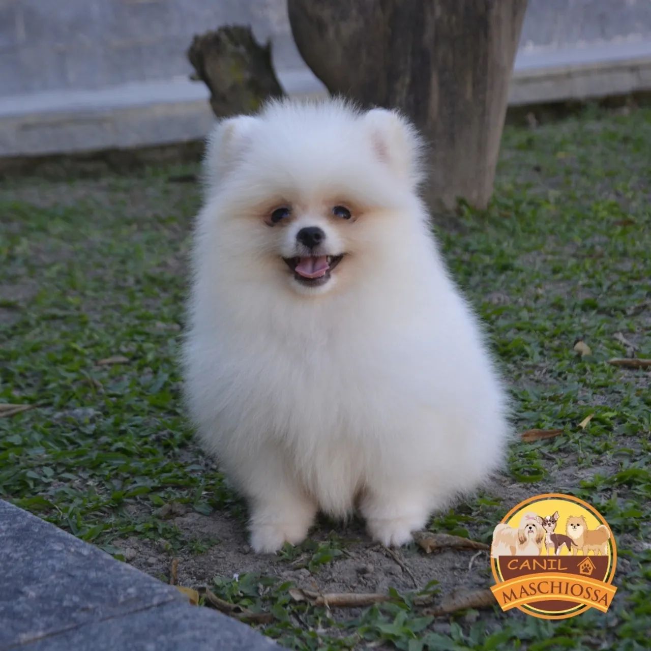 Spitz alemão. Pedigree CBKC  - Foto 2