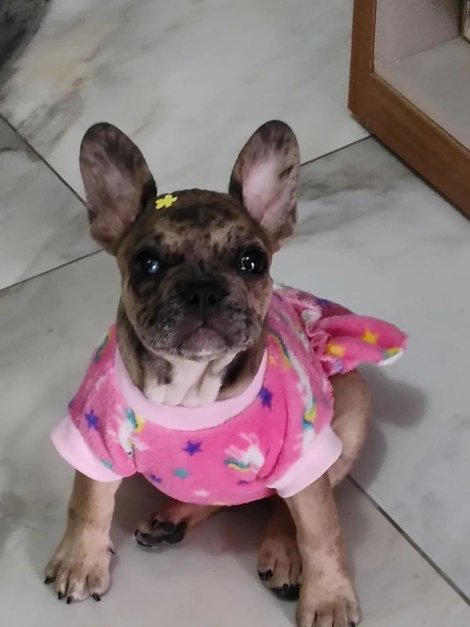 Cachorro  - Foto 4