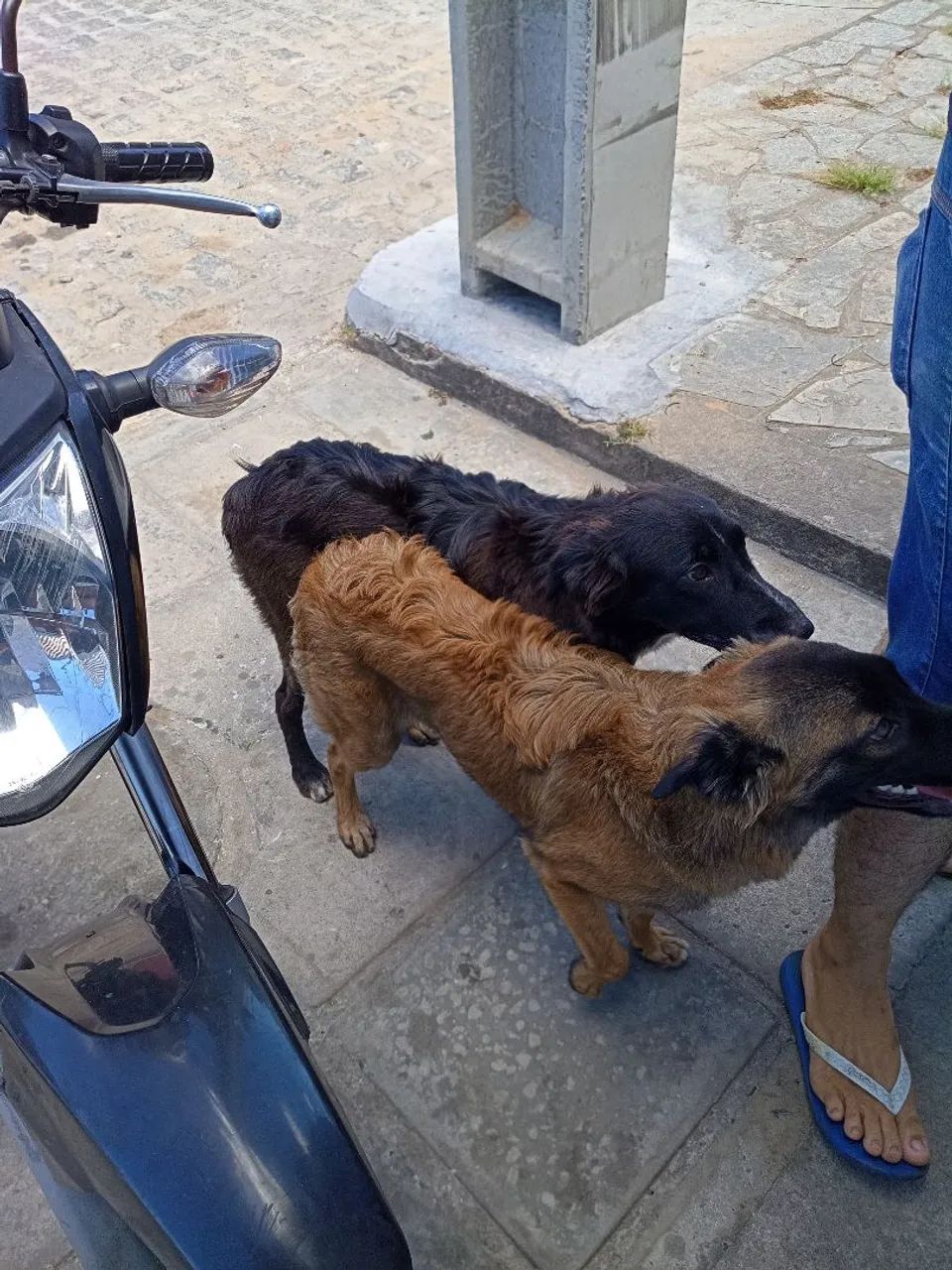 Adoção Responsável de 2 cachorros machos - Foto 2