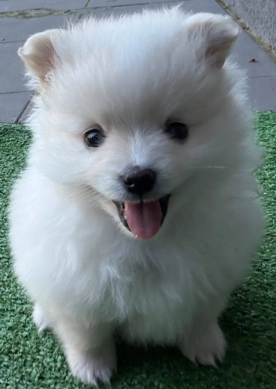 Spitz alemão 