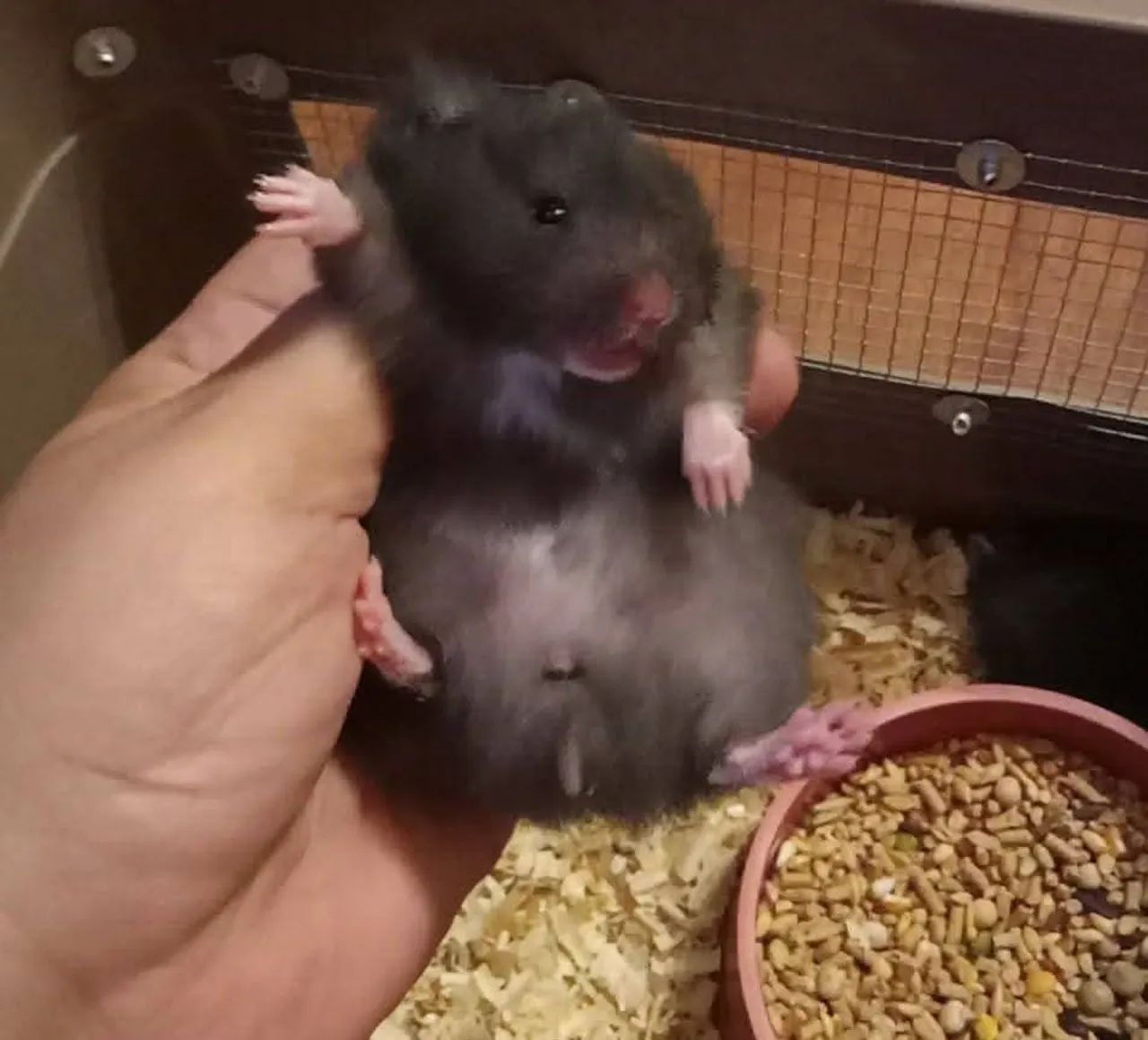 Hamster Siria disponivel - Foto 2