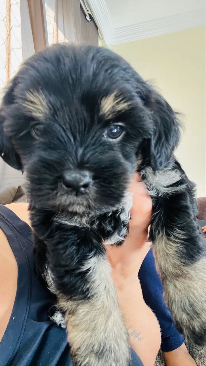Cachorro - Foto 3