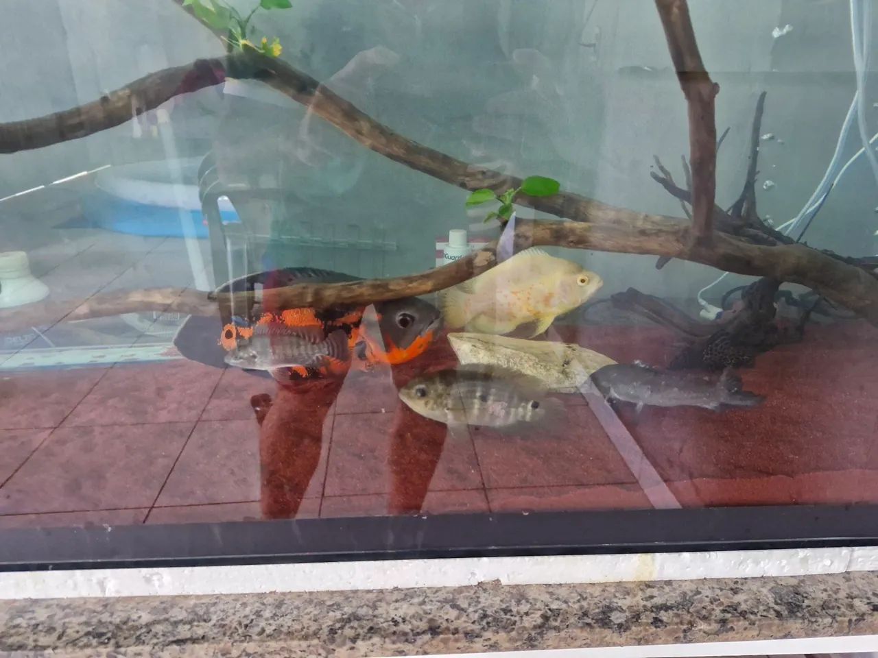 Aquário 420L 1400x500x600 sump lateral - Foto 2