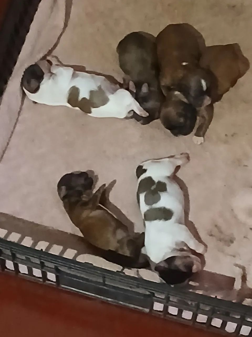 Filhotes de mini Chitzu  - Foto 5