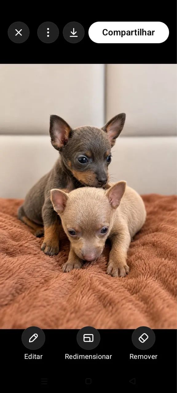 Pinscher miniatura  - Foto 4