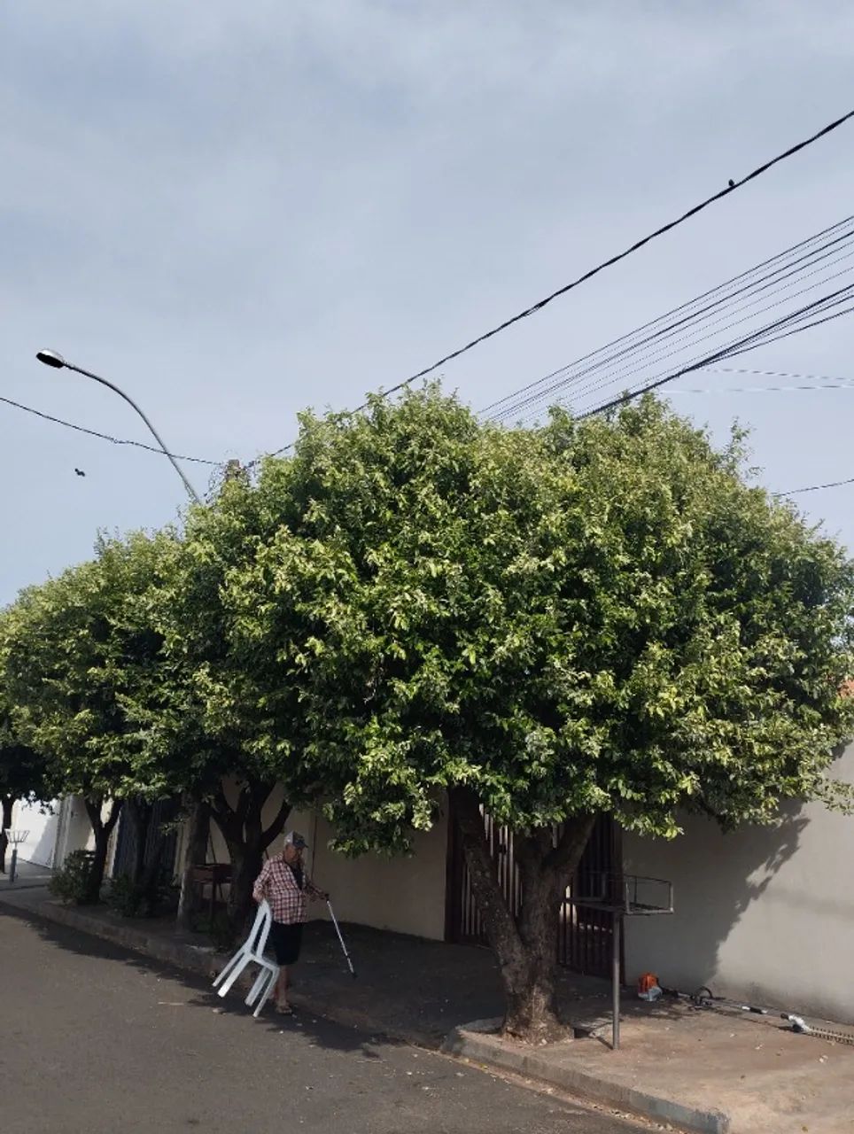 Podar a árvore é bem estar pessoal e coletivo  - Foto 2
