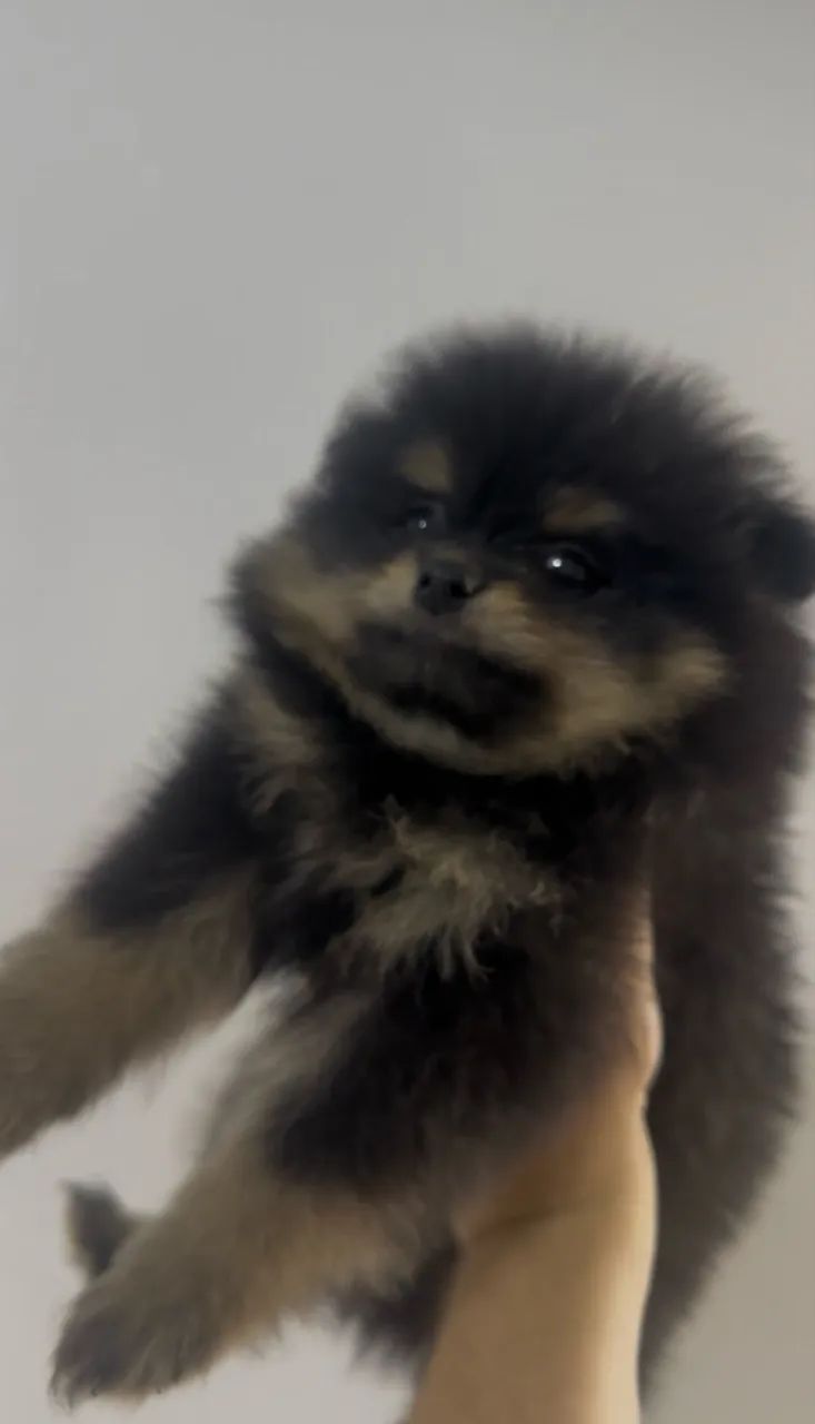 Cachorros - Foto 3